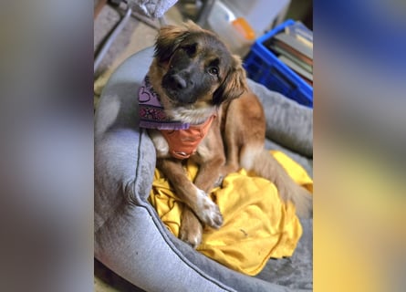 Junghündin Lia – neugieriges Hundemädchen sucht ein liebevolles Zuhause