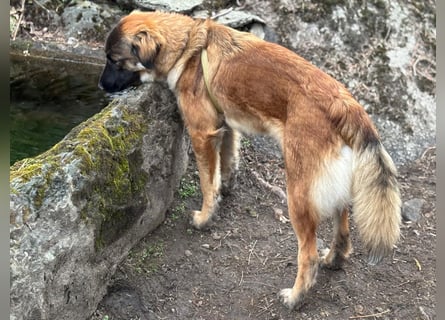 Junghündin Lia – neugieriges Hundemädchen sucht ein liebevolles Zuhause
