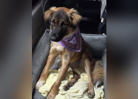 Junghündin Lia – neugieriges Hundemädchen sucht ein liebevolles Zuhause