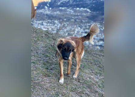 Junghündin Lia – neugieriges Hundemädchen sucht ein liebevolles Zuhause