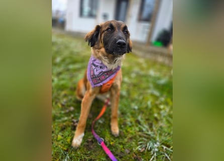 Junghündin Lia – neugieriges Hundemädchen sucht ein liebevolles Zuhause