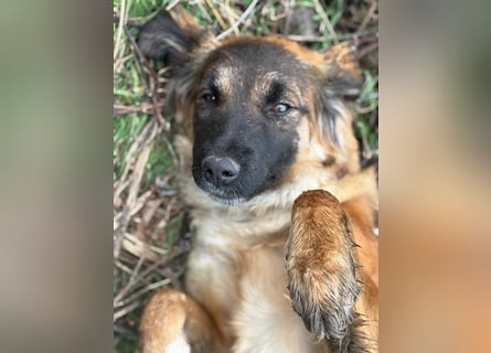 Junghündin Lia – neugieriges Hundemädchen sucht ein liebevolles Zuhause