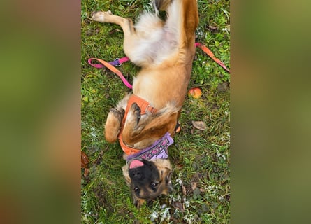 Junghündin Lia – neugieriges Hundemädchen sucht ein liebevolles Zuhause