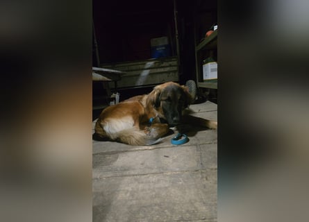 Junghündin Lia – neugieriges Hundemädchen sucht ein liebevolles Zuhause