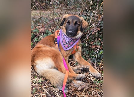 Junghündin Lia – neugieriges Hundemädchen sucht ein liebevolles Zuhause