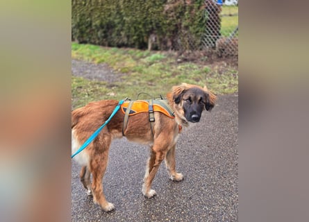 Junghündin Lia – neugieriges Hundemädchen sucht ein liebevolles Zuhause