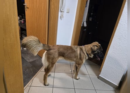 Junghündin Lia – neugieriges Hundemädchen sucht ein liebevolles Zuhause