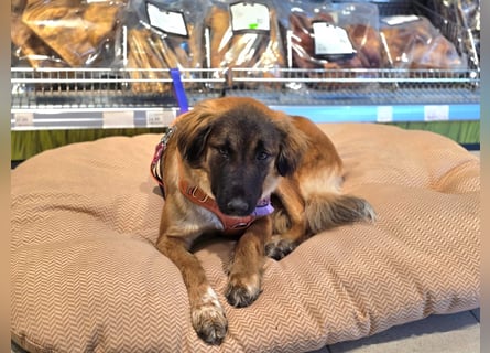 Junghündin Lia – neugieriges Hundemädchen sucht ein liebevolles Zuhause