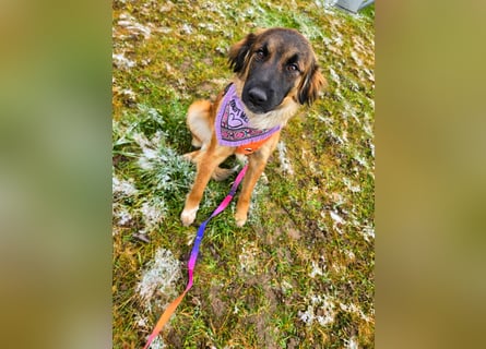 Junghündin Lia – neugieriges Hundemädchen sucht ein liebevolles Zuhause