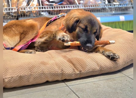 Junghündin Lia – neugieriges Hundemädchen sucht ein liebevolles Zuhause