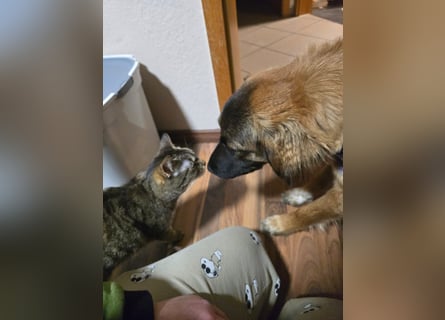 Junghündin Lia – neugieriges Hundemädchen sucht ein liebevolles Zuhause