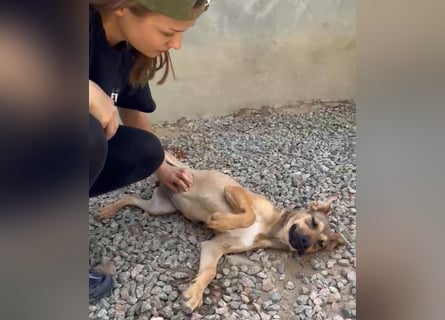 Lana: für immer im Tierheim?