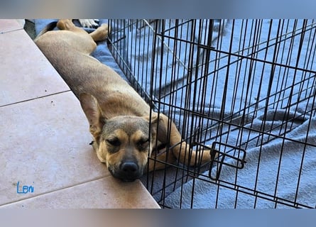 Lana: für immer im Tierheim?