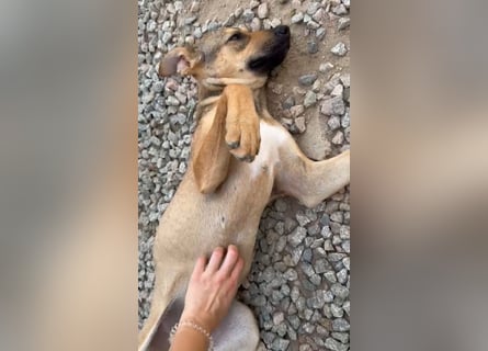 Lana: für immer im Tierheim?