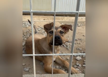 Lana: für immer im Tierheim?