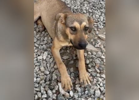 Lana: für immer im Tierheim?