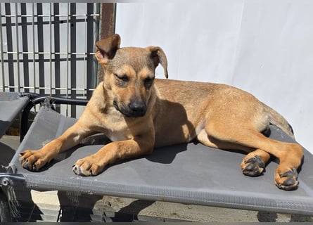Lana: für immer im Tierheim?
