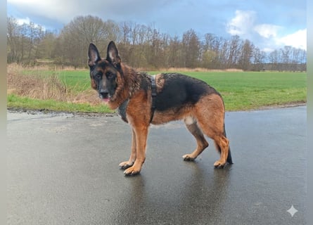 Lernwilliger und treuer Schäferhund (6 J.) sucht nach Schicksalsschlag neues Zuhause