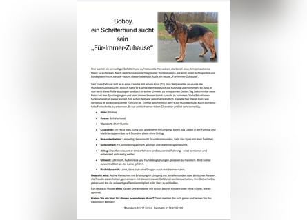 Lernwilliger und treuer Schäferhund (6 J.) sucht nach Schicksalsschlag neues Zuhause