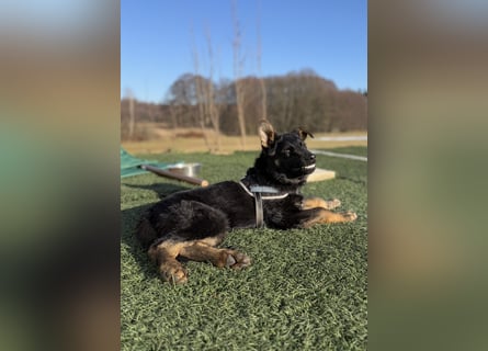 Deutscher Schäferhund / Junghund 7 Monate / DDR-Blutlinie / rote SV/VDH Papiere