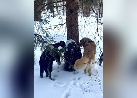 Deutscher Schäferhund / Junghund 7 Monate / DDR-Blutlinie / rote SV/VDH Papiere