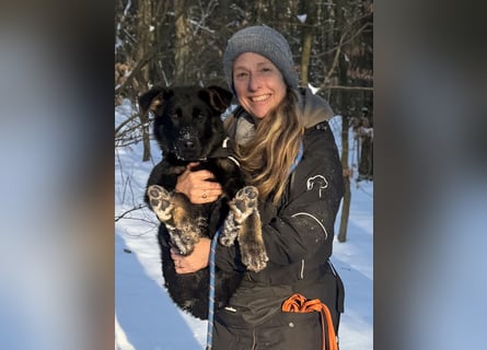 Deutscher Schäferhund / Junghund 7 Monate / DDR-Blutlinie / rote SV/VDH Papiere