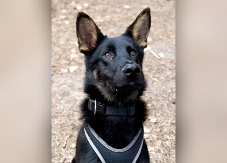 Deutscher Schäferhund / Junghund 7 Monate / DDR-Blutlinie / rote SV/VDH Papiere