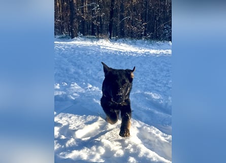 Deutscher Schäferhund / Junghund 7 Monate / DDR-Blutlinie / rote SV/VDH Papiere