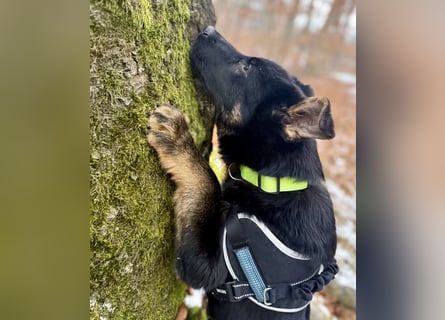 Deutscher Schäferhund / Junghund 7 Monate / DDR-Blutlinie / rote SV/VDH Papiere