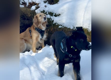 Deutscher Schäferhund / Junghund 7 Monate / DDR-Blutlinie / rote SV/VDH Papiere