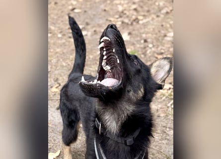 Deutscher Schäferhund / Junghund 7 Monate / DDR-Blutlinie / rote SV/VDH Papiere