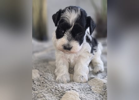 American Zwergschnauzer