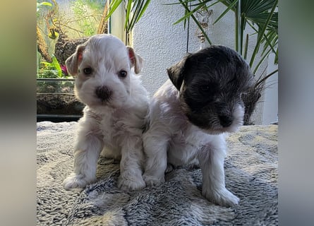 American Zwergschnauzer