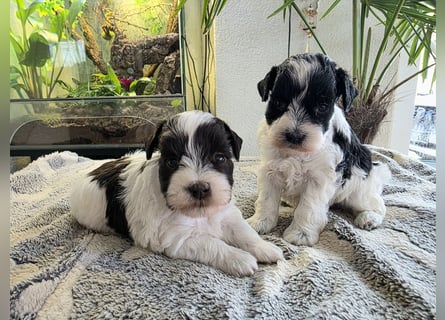 American Zwergschnauzer