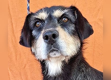❤️❤️❤️ PANNY - 3 Jahre, 36cm/13kg - Schnauzer-Dackel-Mix