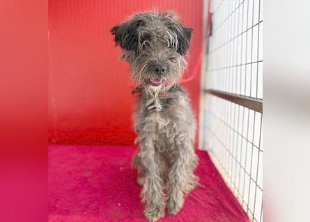 fröhlicher kleiner SNAKI - 2 Jahre, 40cm/10kg - Schnauzer-Mix