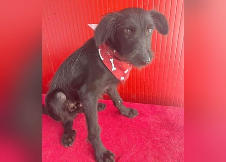 ❤️ kleiner Schnauzer-Mix PEDRO - 8 Monate, 40cm/10kg