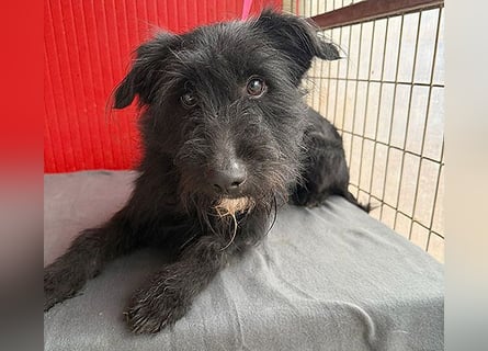 ❤️❤️❤️ kleiner Herzensbrecher BENDY - 2 Jahre, 40cm - Schnauzer-Mix