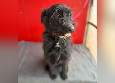 ❤️❤️❤️ kleiner Herzensbrecher BENDY - 2 Jahre, 40cm - Schnauzer-Mix