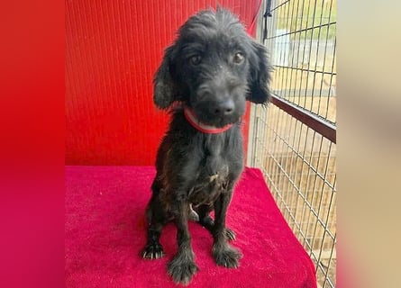 Sonnenschein MIKO - 6 Jahre, 40cm/10kg - Schnauzer-Mix