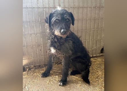 ❤️❤️❤️ treue Hundeseele OLIVIA - 3 Jahre, 40cm/10kg - Schnauzer-Mix