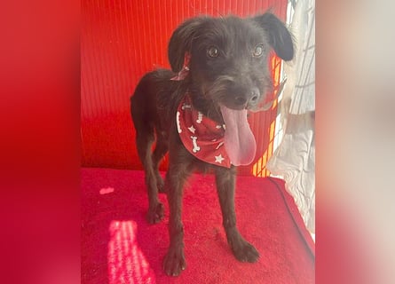 ❤️ kleiner Schnauzer-Mix PEDRO - 8 Monate, 40cm/10kg