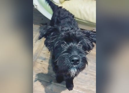 unkomplizierter kleiner ARTUR - 8 Monate, 40cm/13kg - Schnauzer-Mix