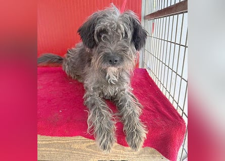 fröhlicher kleiner SNAKI - 2 Jahre, 40cm/10kg - Schnauzer-Mix