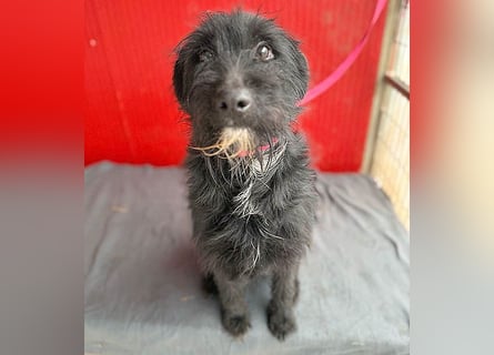 ❤️❤️❤️ kleiner Herzensbrecher BENDY - 2 Jahre, 40cm - Schnauzer-Mix