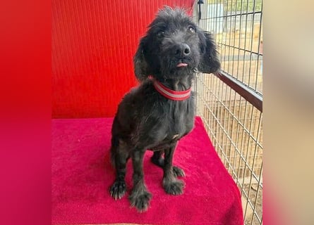 Sonnenschein MIKO - 6 Jahre, 40cm/10kg - Schnauzer-Mix