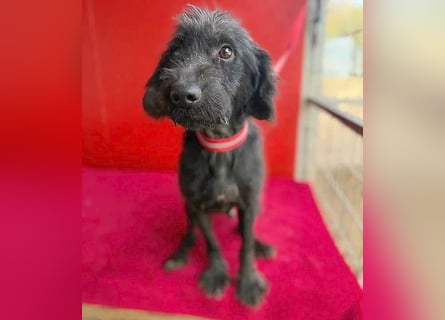 Sonnenschein MIKO - 6 Jahre, 40cm/10kg - Schnauzer-Mix