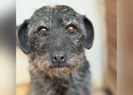 ❤️❤️❤️ treue Hundeseele OLIVIA - 3 Jahre, 40cm/10kg - Schnauzer-Mix