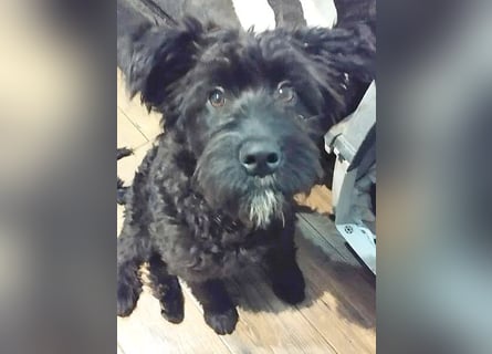 unkomplizierter kleiner ARTUR - 8 Monate, 40cm/13kg - Schnauzer-Mix