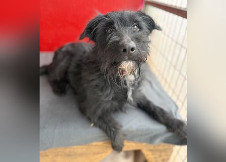 ❤️❤️❤️ kleiner Herzensbrecher BENDY - 2 Jahre, 40cm - Schnauzer-Mix